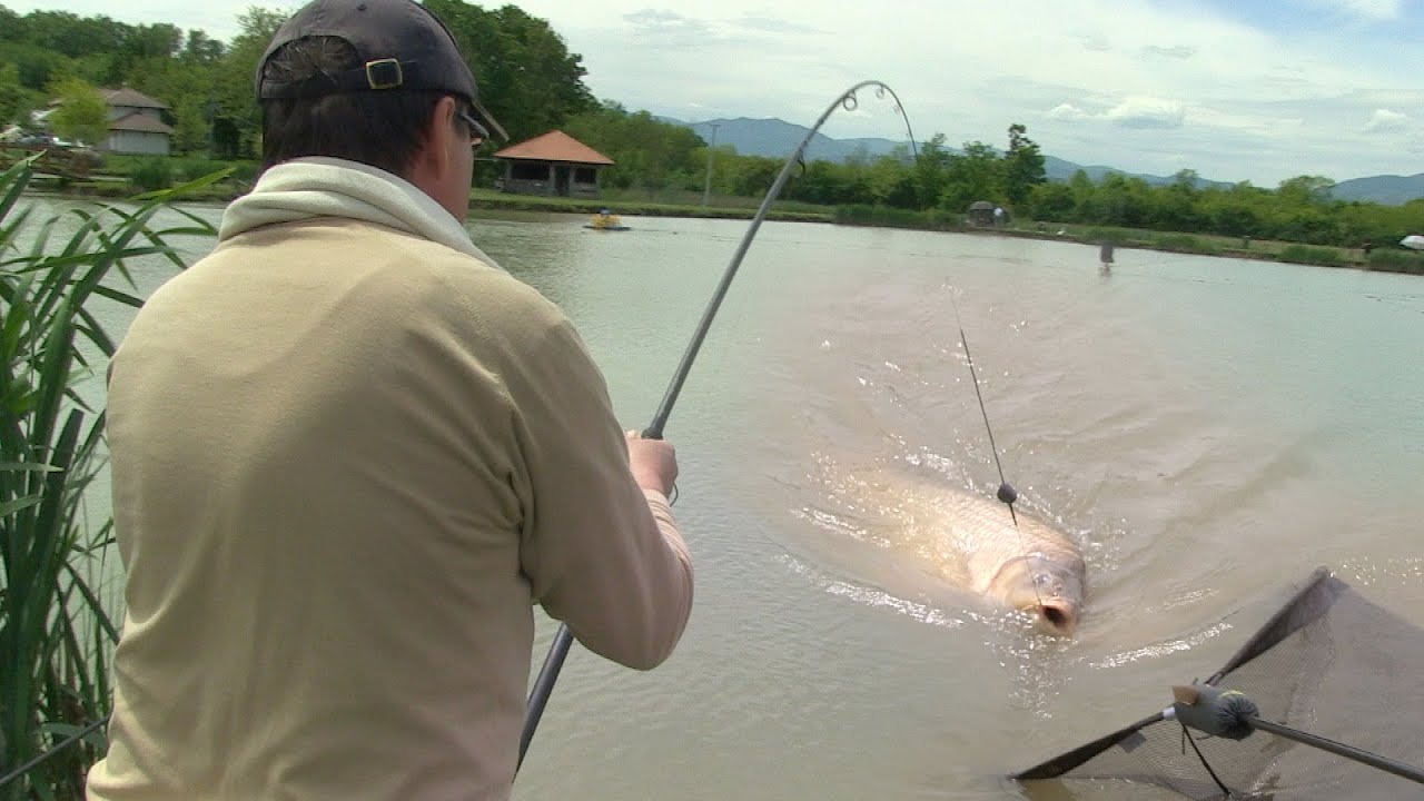 Pecanje šarana kod Kraljeva - Jezero Samaila | Carp fishing in lake - FULL VIDEO