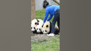 #Shorts Again! Panda Flood Is Coming | Pandagarten