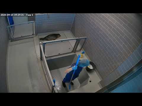 Seals live | Phase 1 @ WEC Lauwersoog, Netherlands (Stichting Zeehondencentrum Pieterburen)
