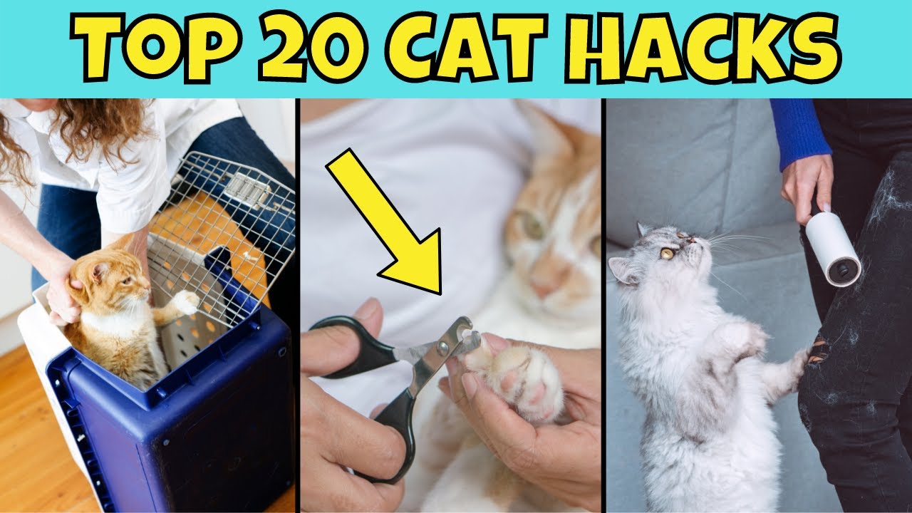 Top 20 Cat Hacks You NEED to Know