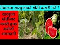      water melon farming in nepal  krishi sandesh   