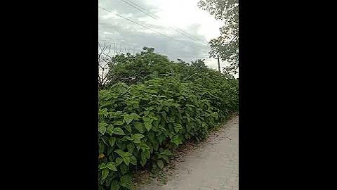 #anime #onepunchman #manga #phonk #opm #funny #indinbikedrive #comedymusic #comedy