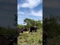 SHOCKING VIDEO: Herd Of Buffaloes Attacking An Old Lion