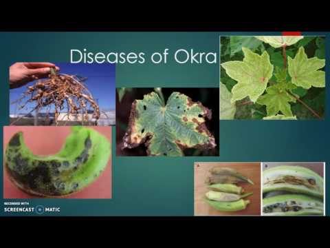 Video: Skvrny na listech Okra – Co způsobuje skvrny na listech Okra