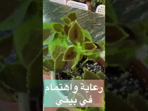 نبات الكوليوس السجاد عناية واهتمام نباتات منزلية نباتات داخلية سجاد