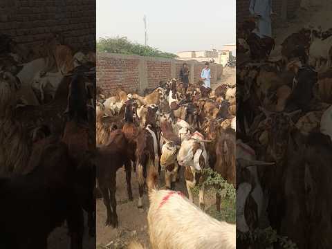 الماعز ترعى بسلام في صحراء ثار