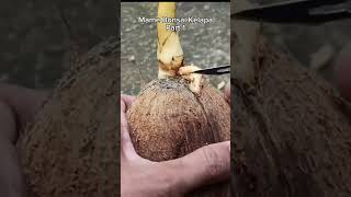 Membuat Mame Bonsai kelapa part 1 #bonsaikelapa #coconutbonsai #shortvideo