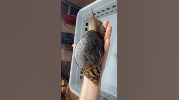 Lifecycle of the Largest Beetle and Snail species