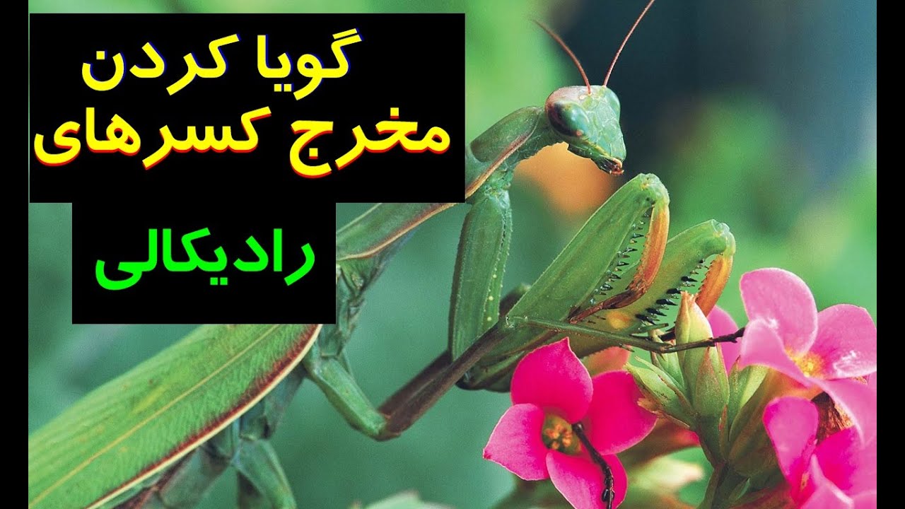 گویا کردن مخرج کسرهای رادیکالی