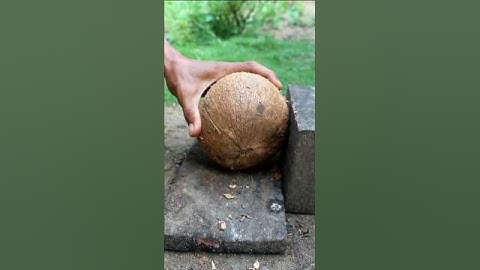 Removing the dry coconut from its shell