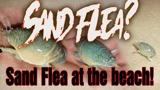 What Is A Sand Flea? Mole Crab? Sand Crab? Caught At Beach