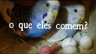 O Que Posso Dar Para Meu Periquito Australiano?