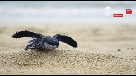 Daily Reflection 🇹🇹🇹🇹: Sunday December 9, 2022 (3rd Sunday in Advent)