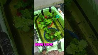 Guppy Fish Pond Look Change