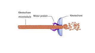 Mechanisms for chromosome movement