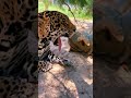 Leopardo VS Leon