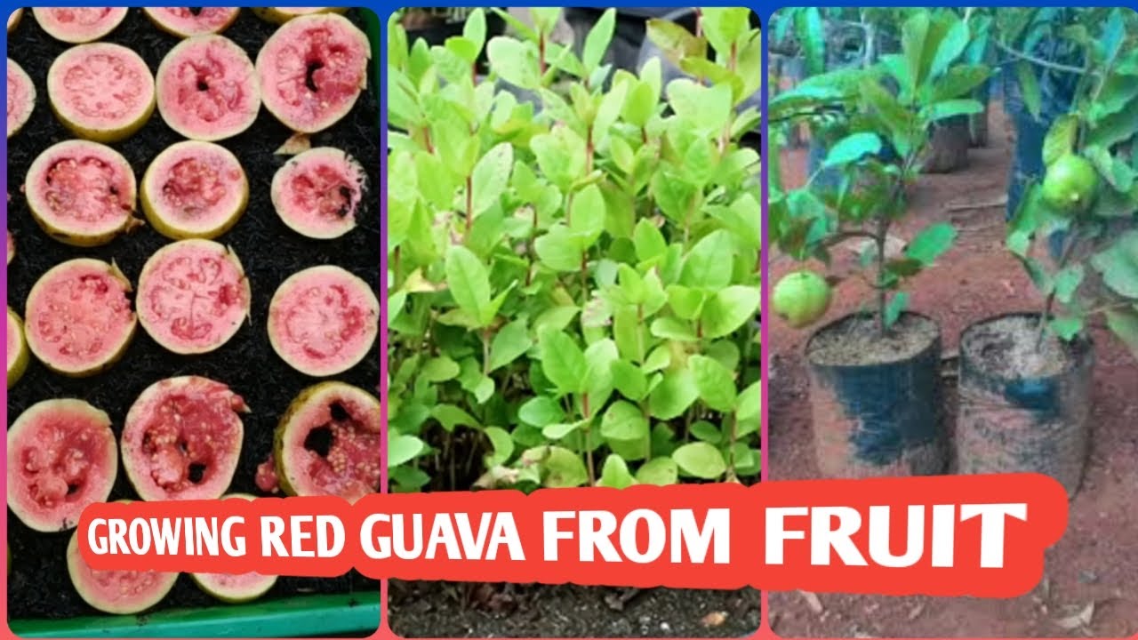 Cara menanam jambu biji merah dari biji buah segar|how to |plant red
