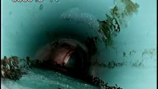 865 English Sparrow Trl 5-23-16-Camera Scope After