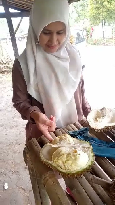 Durian #montong langsung dibelah dikebun barusan jatuh