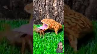 Download Lagu kodok #shorts #reaction #remix #reels MP3 Download Lagu kodok #shorts #reaction #remix #reels MP3