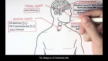 Tổng quan về các tuyến nội tiết và các Hormone