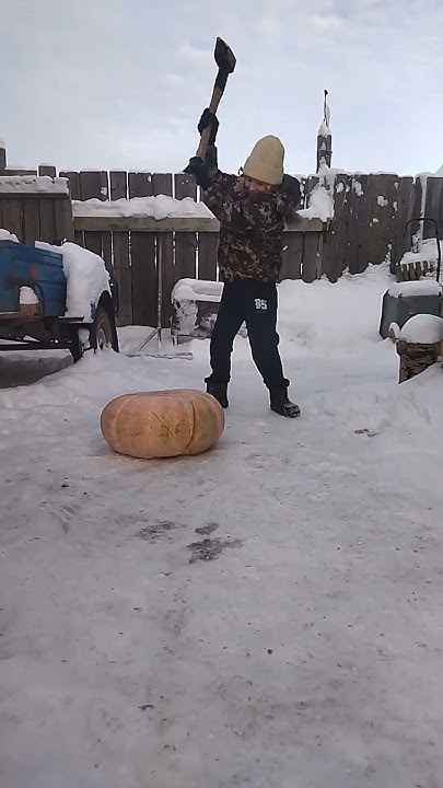 Супер тыква 🎃 для животных💪 вес 26кг😳 - YouTube