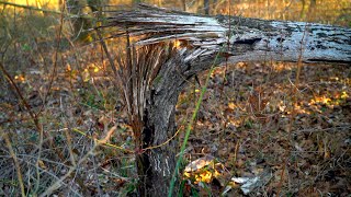 Bigfoot Sasquatch Rock Clacking or Tree Knocks - Scott County, Kentucky, January 2021