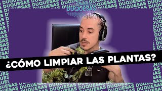 MIL FORMAS DE LIMPIAR LAS HOJAS DE LAS PLANTAS CON NACHO DE CASA LIBRA EN #DUQUESAS