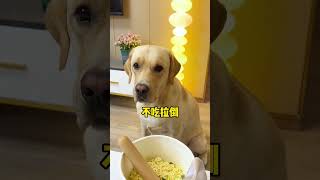 【旺仔很忙🐶】这狗子现在越来越挑剔了，大家帮忙看看啥原因…