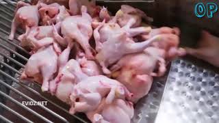 Beginilah proses pemotongan ayam dengan mesin modern, 1000 ayam per jam