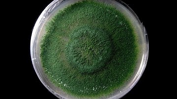 Trichoderma Viride Timelapse