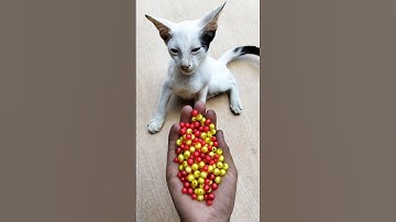 🧶 Cat ASMR 🌈 Satisfying Reverse Fun#shorts #cat #asmr #beads #satisfying
