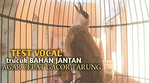 Trucuk BETINA memanggil Jantan Suara Birahi Ngecuplik 100% pancingan trucukan gacor agar BUNYI EMOSI
