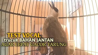 Trucuk BETINA memanggil Jantan Suara Birahi Ngecuplik 100% pancingan trucukan gacor agar BUNYI EMOSI