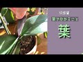 12月23日 【葉】初心者の方向けです。葉に出る色々な状態でわかる事があります。病気の症状と薬。花芽（葉）について。トップジンMペースト・ベニカX