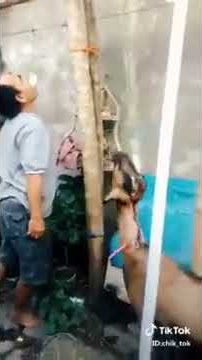 Aksi kocak pemuda Lomba makan kerupuk dengan KAMBING
