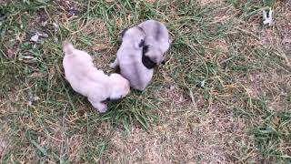 PuppyFinder com All three puppies