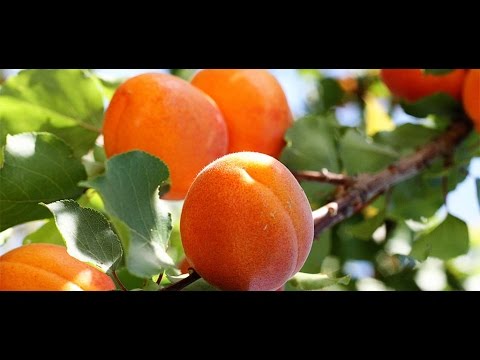 дудук-вечный-божественный- армянский - YouTube