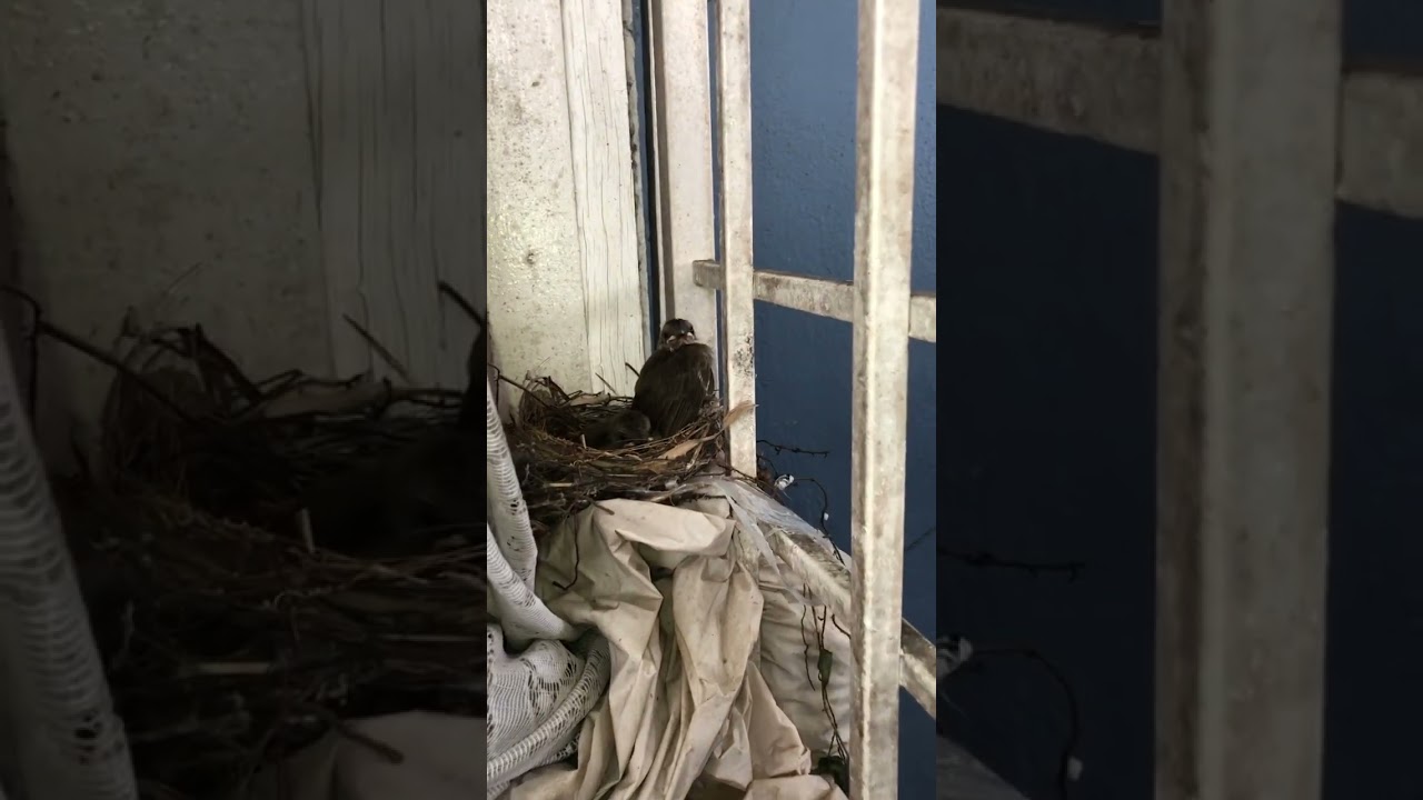 from infant to adolescent 