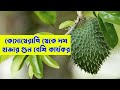 কেমোথেরাপি থেকে ১০ গুন বেশি কার্যকর করোসলের পাতায়  (Soursop fruits)  krishi kotha