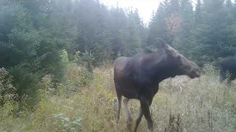 Natural Moose calls 1
