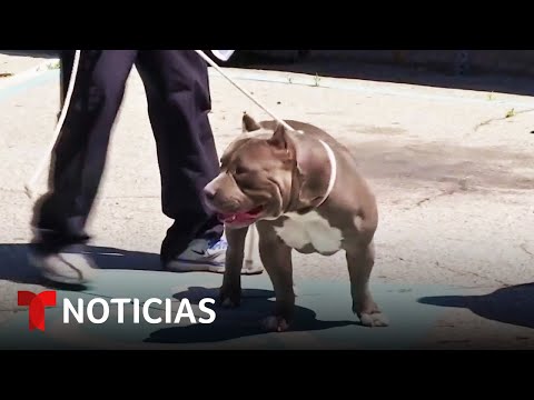 Video: Toronto prohíbe a los pit bulls y sus mordeduras de perro AUMENTA