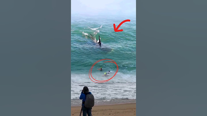 Shocking❗ An ORCA whale hits 3 surfers! 😱