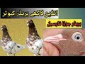 Lakhay kabootar ki types aur pehchan  kharian pigeons club