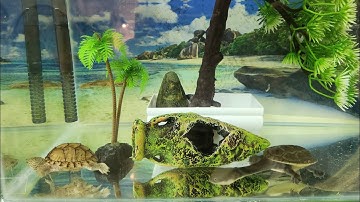 Rùa lưỡi dao nuôi cùng rùa cổ rắn tại Ú Ù P.S CPC