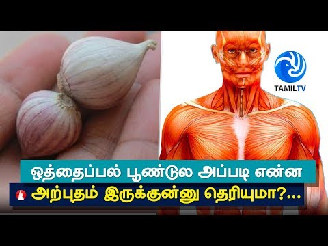 Top 5 Health Benefits of Himalayan Single Clove Garlic - Tamil TV