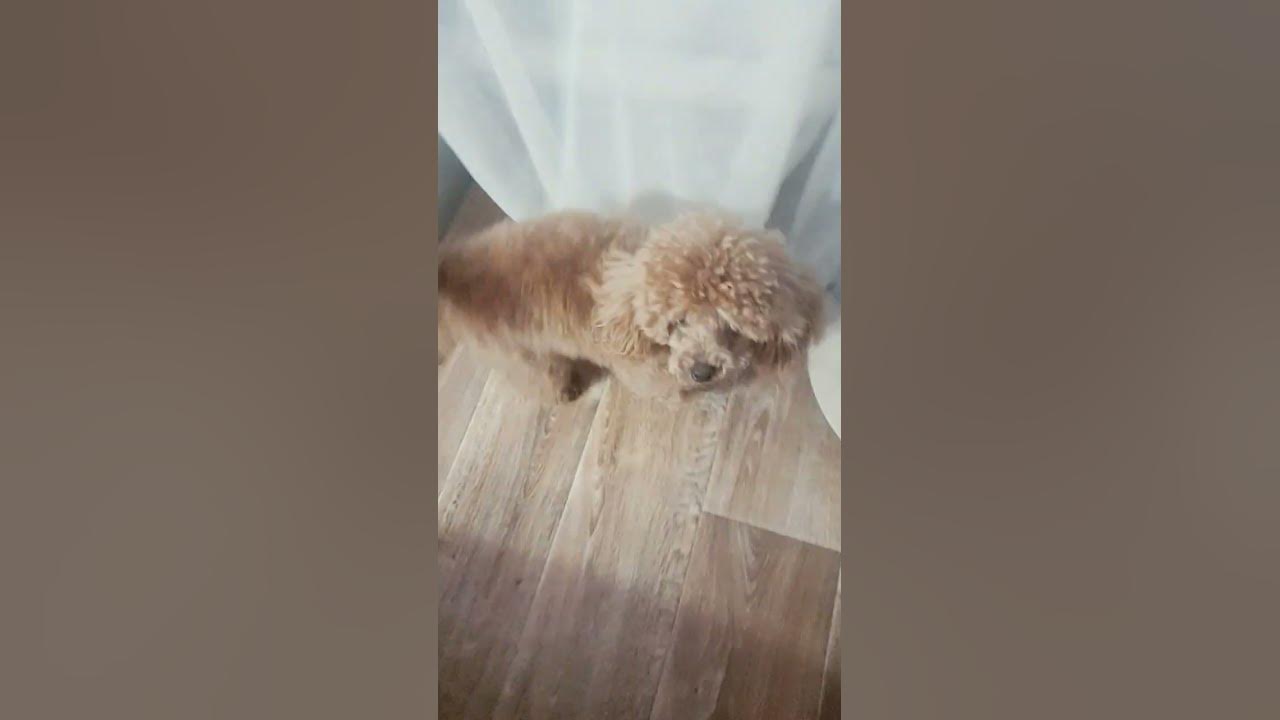 моя мобака - YouTube