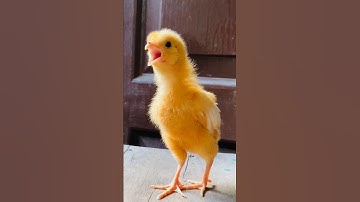 Wow cutie colour chicken video | hen  baby cutie sound | mugi ke chuze ke awaz #birds #wildlife