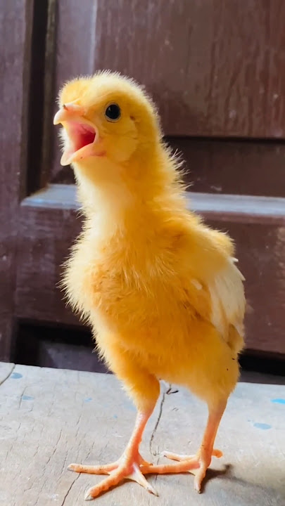 Wow cutie colour chicken video | hen  baby cutie sound | mugi ke chuze ke awaz #birds #wildlife
