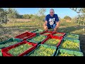 Maslinarski vlog 27.10.2024. - berba Lecciane 💚